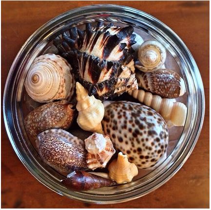 Bowlful of Seashells | Books, Blogs and Butterflies